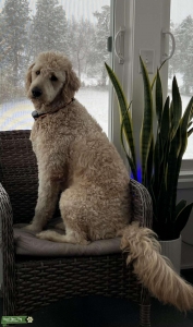 Goldendoodle Male needs a Girlfriend  Listing Image