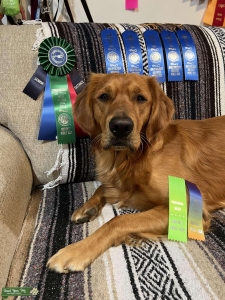 AKC Golden Retriever- health tested/ titled  Listing Image