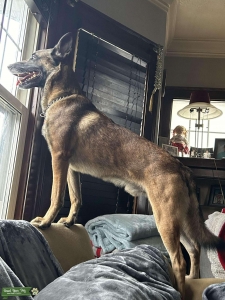 Belgian Malinois Male Listing Image