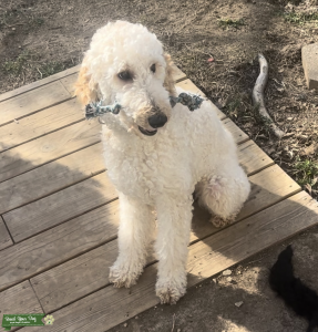 Kolisi, standard poodle, 4 Generation Pedigree Listing Image