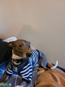 Blue Italian Greyhound Stud Listing Image