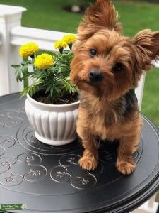 Breed with my Stud Listing Image
