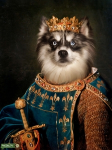 Stunning Pomsky Stud EMBARK Listing Image