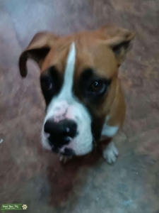 CKC Stud Boxer Dog Listing Image