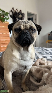 Pug stud  Listing Image