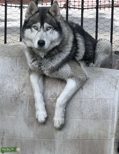Purebread Husky Stud Service Available  Listing Image