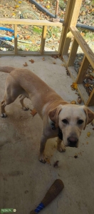 Fun loving Yellow Lab Listing Image