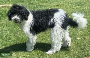 F1b Standard 75 lb. black and white Parti Goldendoodle  Listing Image