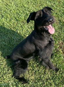 Giant Schnauzer ready to breed May 2024 Listing Image