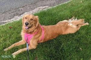 Female Golden Listing Image