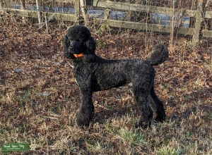 Standard Poodle Black Listing Image