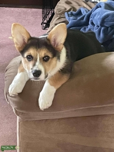 AKC Pembroke Corgi stud very lovable Listing Image