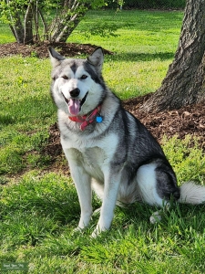 Alaskan Malamute  Listing Image