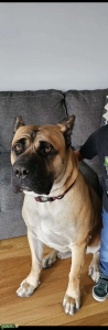 2 year old fawn male  Listing Image
