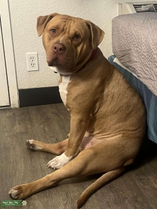 2 Y/o red xl bully Listing Image