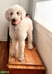 AKC Standard Poodle  Listing Image