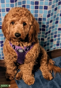 Adorable Mini Goldendoodle Looking for Stud Listing Image