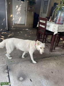 White German Shepard Listing Image
