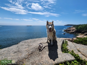 Champion Sled dog Pedigree Siberian Husky Listing Image