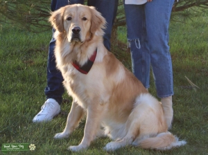 Pure Bread AKC Registered Golden Retriever Listing Image