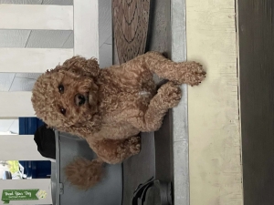 Mini golden doodle stud Listing Image