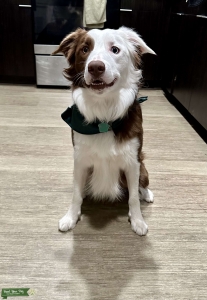Border Collie Stud  Listing Image