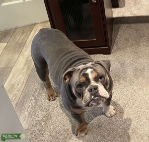 Olde English Bulldogge Listing Image