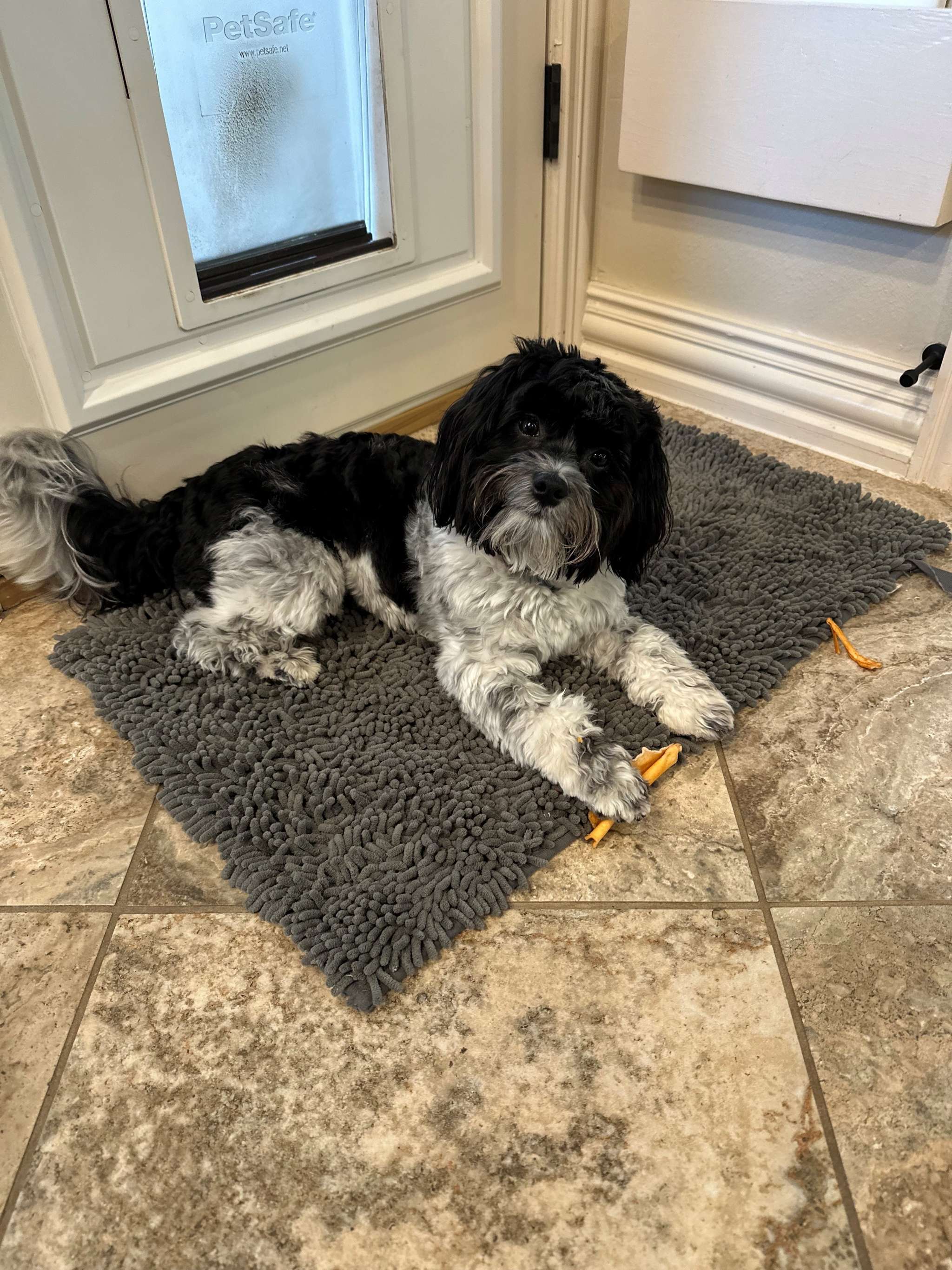 Fun loving black and white Coton de Tulear Stud Dog in TX, the United