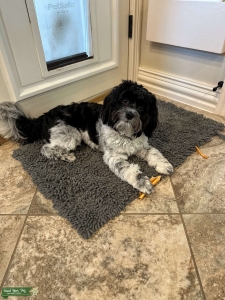 Fun loving black and white Coton de Tulear Listing Image