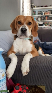 Tri-colored beagle looking for stud  Listing Image