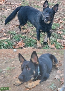 AKC German shepherd male STUD Listing Image