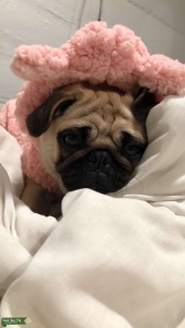 Pug Listing Image