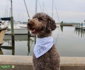 Brown/Silver Standard Poodle Stud Listing Image