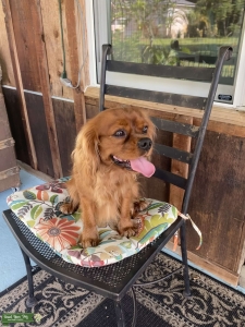 AKC DNA Stud Listing Image