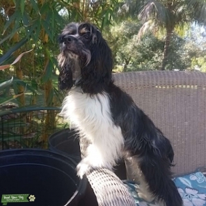 Blue Roan Cocker Spaniel Listing Image