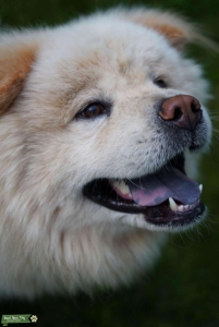 Chow Chow Stud Listing Image