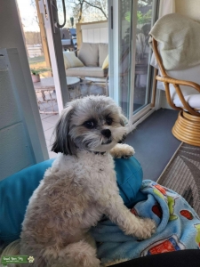 Shihpoo Stud Listing Image