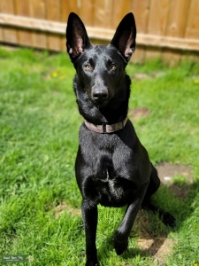 Black belgian Malinois  Listing Image