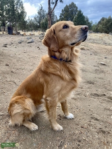 Sport Golden Retriever  Listing Image