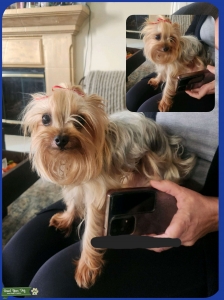 3.5lb Yorkie Stud Listing Image