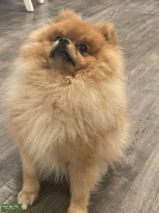 Purebred Pomeranian Listing Image