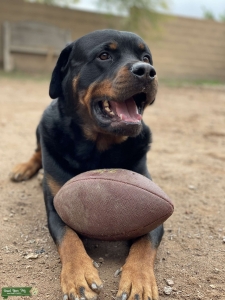 Rottweiler German Listing Image