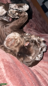 Brown Roan Merle Stud Listing Image