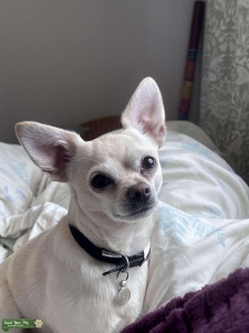 Stud Chihuhua seeking bitch Listing Image