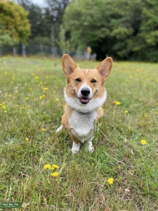 Pembroke Welsh Corgi Listing Image