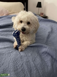 Looking to breed Listing Image