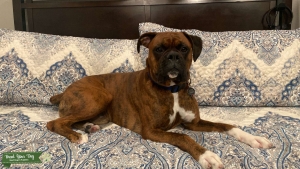 Reverse Brindle Boxer Stud Listing Image