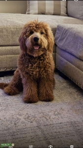 Goldendoodle Stud  Listing Image