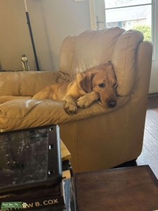 Akc Labrador Listing Image