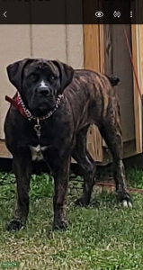 South African Boerboel Female Listing Image